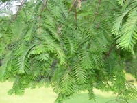 Mamutbaum-grun